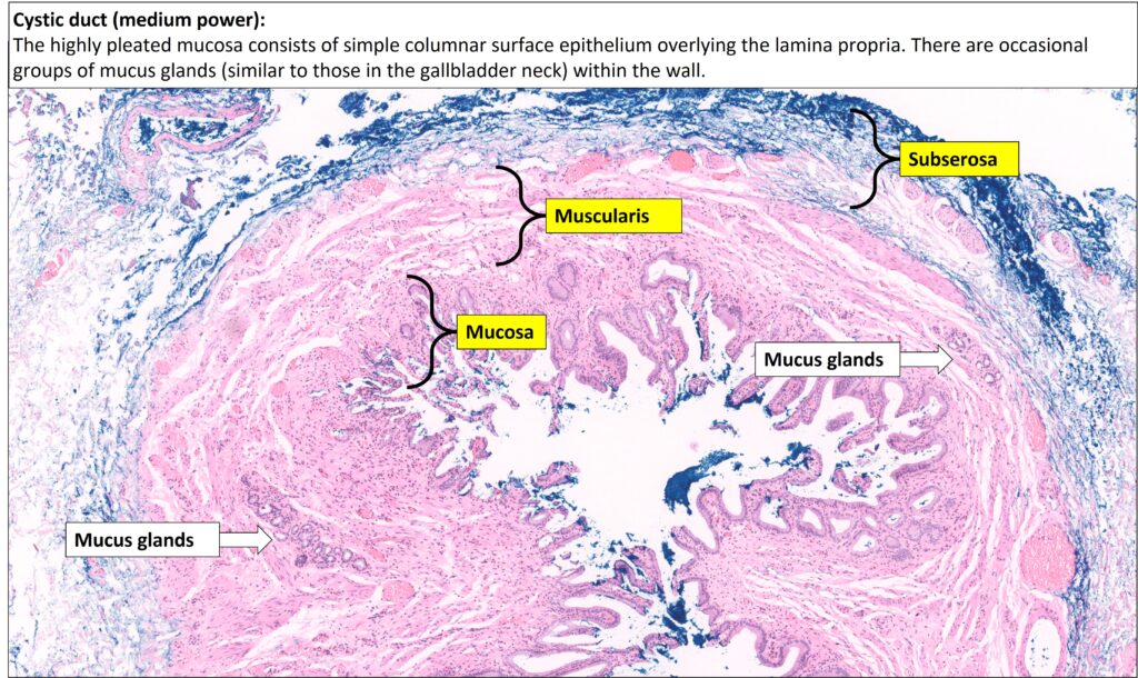 Gallbladder Normal Histology NUS Pathweb NUS Pathweb