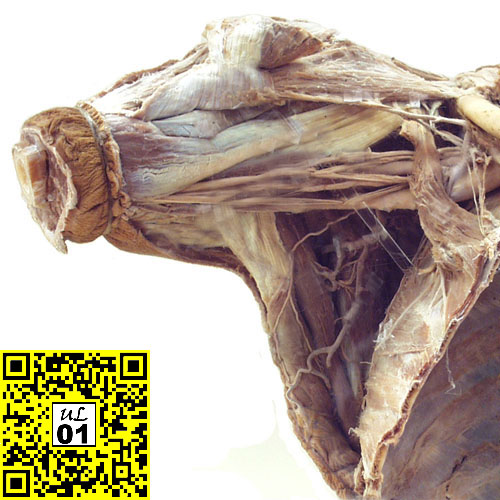 Upper Limbs Region- Anatomy eMuseum