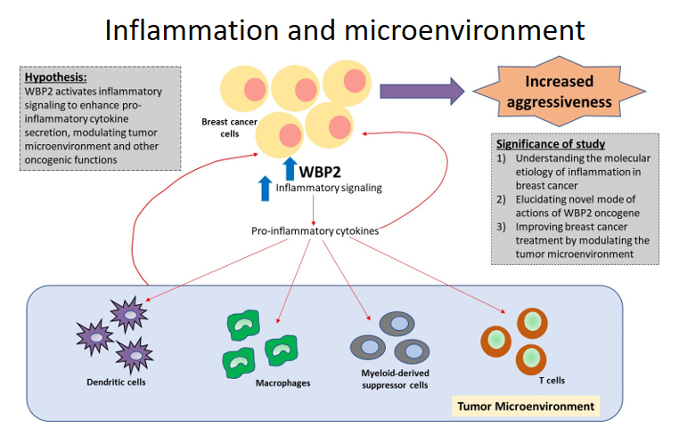 WBP2 in tumour biology