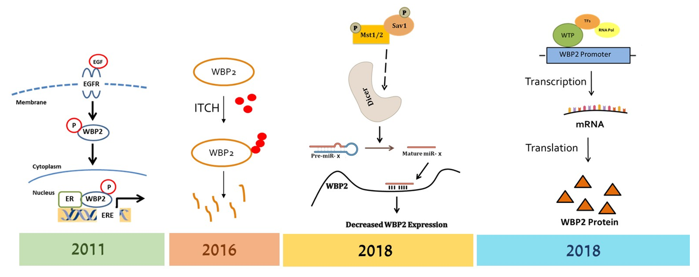 multi-level WBP2 oncogene