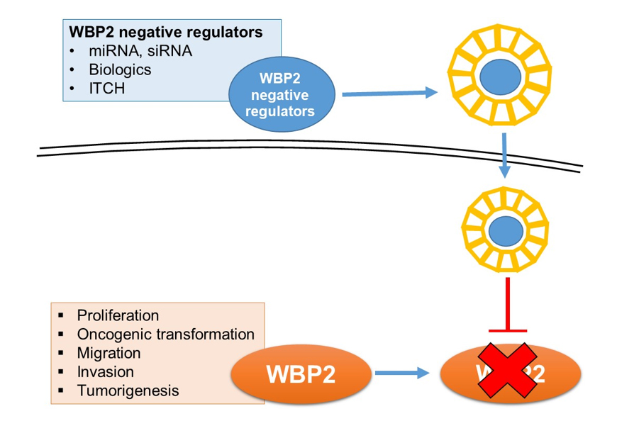 WBP2 for cancer theraphy