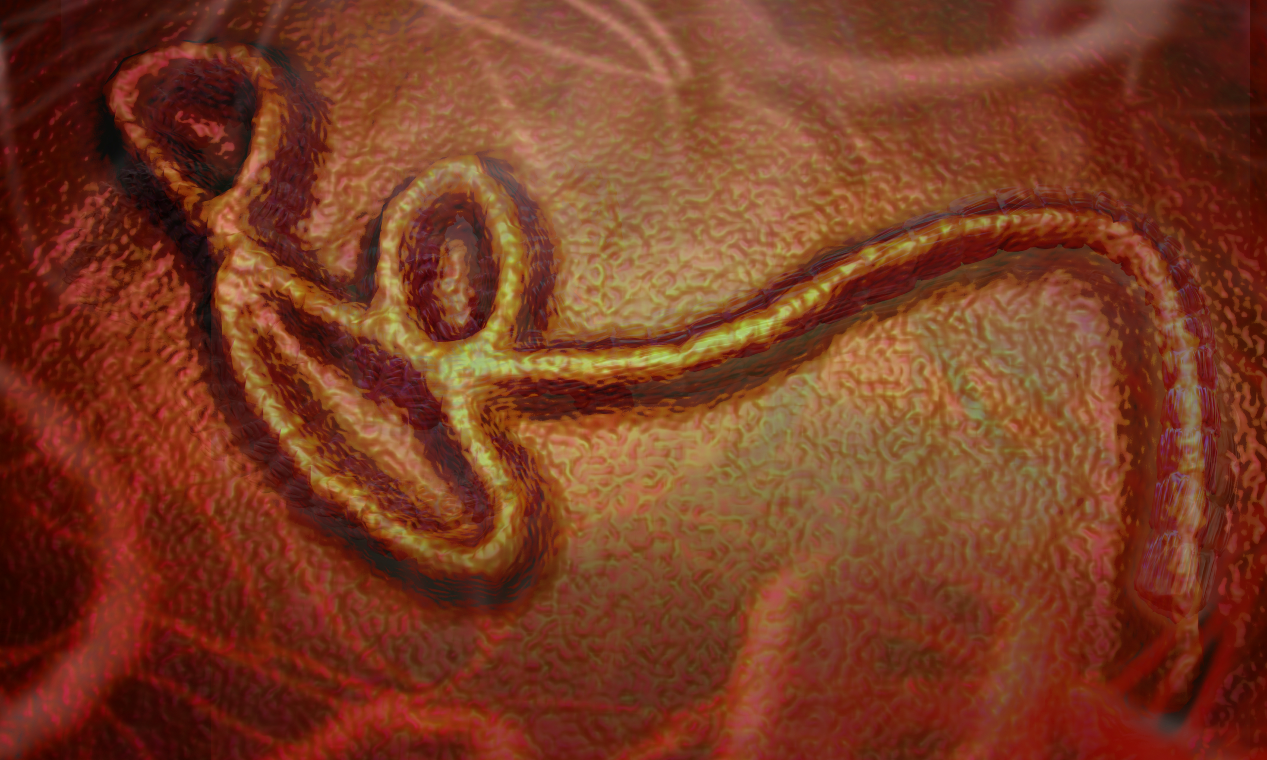 WHO Disease Outbreak News: Ebola disease caused by Bundibugyo virus, Democratic Republic of the Congo & Uganda