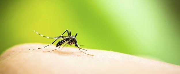 Phase 4 Dengue study - NUHS Investigational Medicine Unit | NUHS ...