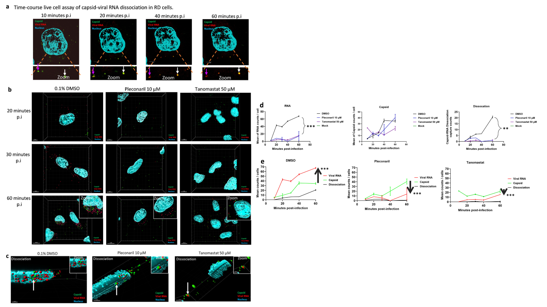 Under the microscope image