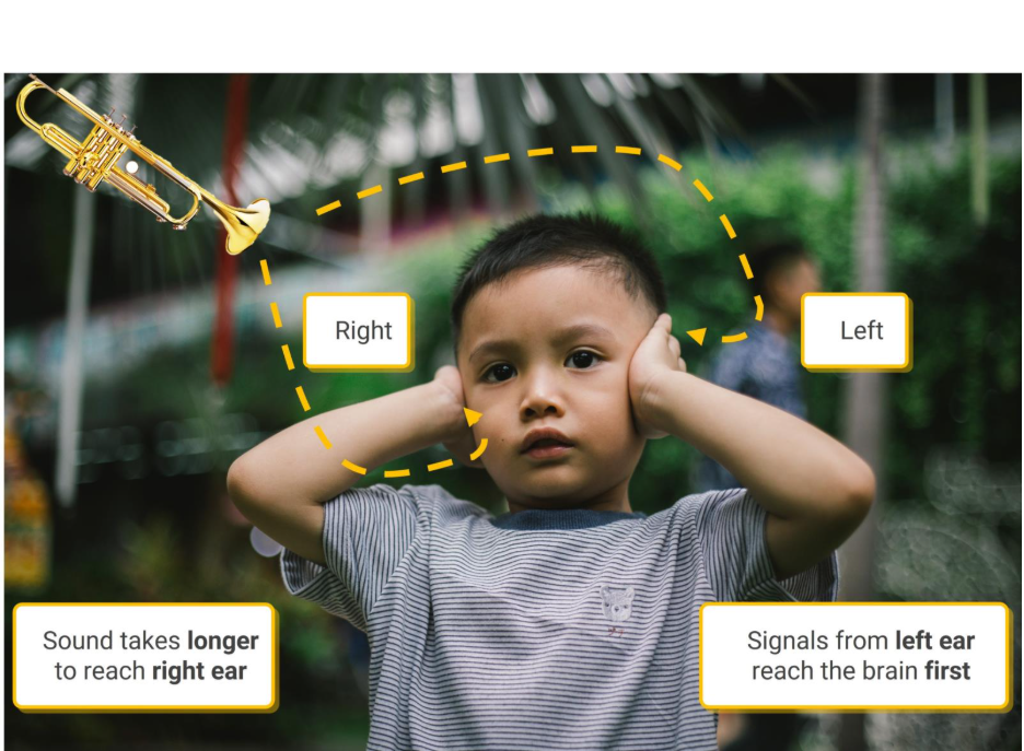 The brain uses timing differences to localise sound. 