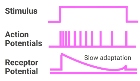 Slowly adapting receptors (also known as tonic receptors): Slowly adapting receptors adapt very little over time and remain responsive during long stimuli. These receptors are suited to monitor unchanging stimuli such as pressure. 