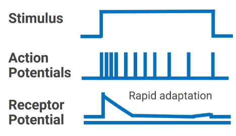 Rapidly adapting receptors (also known as phasic receptors): Rapidly adapting receptors adapt very quickly and essentially detect only the onset of a stimulus. They are suited to detect rapidly changing impulses such as vibration. 