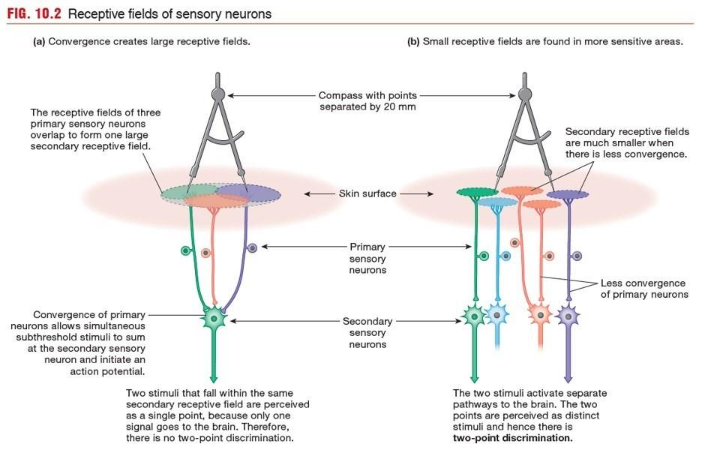 Reference: Silverthorn, Human Physiology, 5th edition, Chapter 10, Figure 10.2 