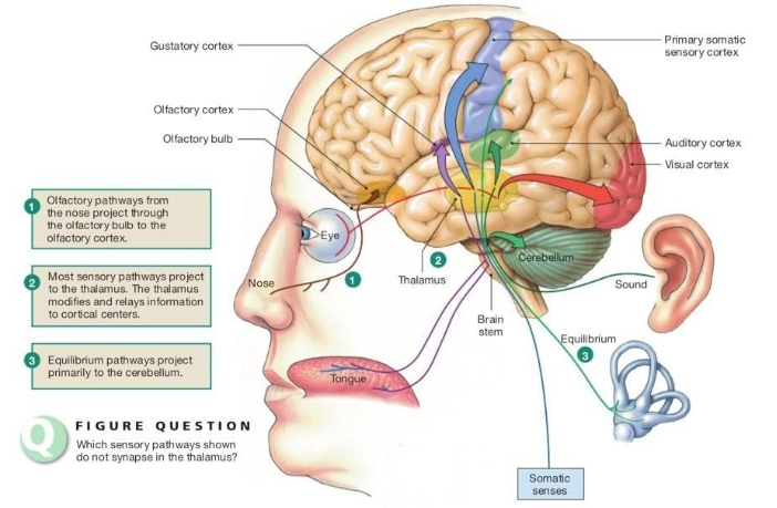 Reference: Silverthorn, Human Physiology, 5th edition, Chapter 10, Figure 10.3 