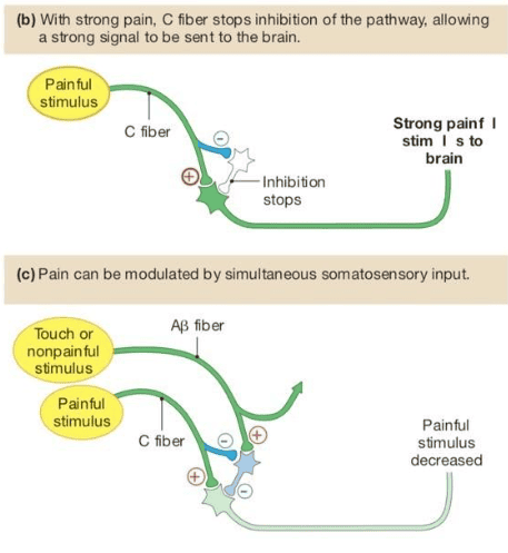 Reference: Silverthorn, Human Physiology, 5th edition, Chapter 10, Figure 10.12 