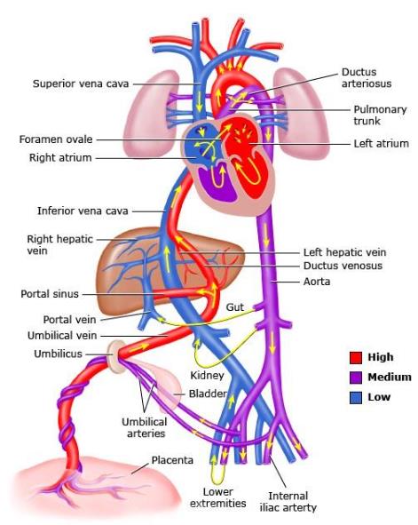 A diagram of the human body Description automatically generated