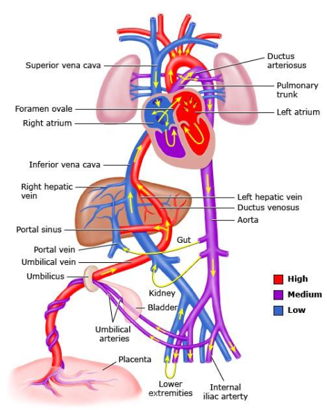A diagram of the human body Description automatically generated