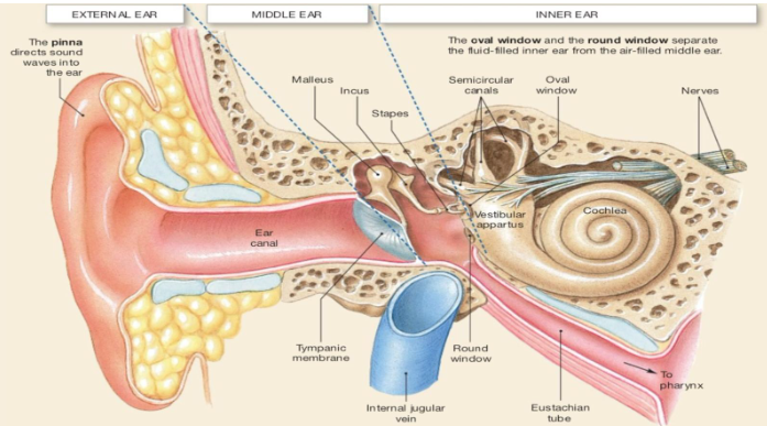 Anatomy of Ear 