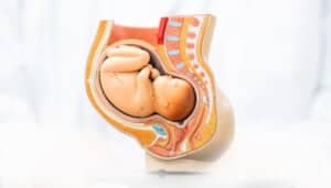 Cardiovascular embryology education on cardiovascular system that covers heart formation, blood vessels and foetal circulation