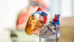 Cardiovascular physiology education that combines clear illustrations and interactive content to enhance understanding of physiology, pathophysiology and clinical applications