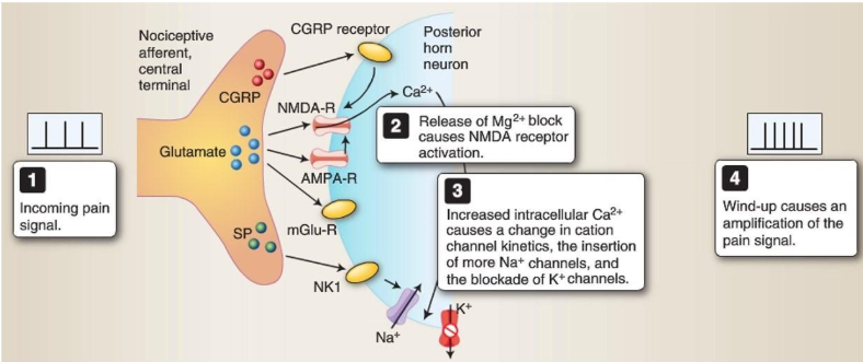 Reference: Krebs et al., Lippincott’s Illustrated Reviews: Neuroscience, Figure 22.4 