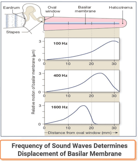 Reference: Silverthorn, Human Physiology, 5th edition, Chapter 10, Figure 10.20 