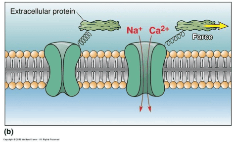 Reference: Bears et al., Neuroscience: exploring the brain, 4th edition, Figure 12.6 