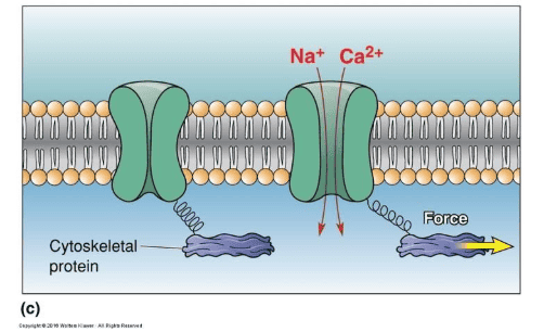 Reference: Bears et al., Neuroscience: exploring the brain, 4th edition, Figure 12.6 