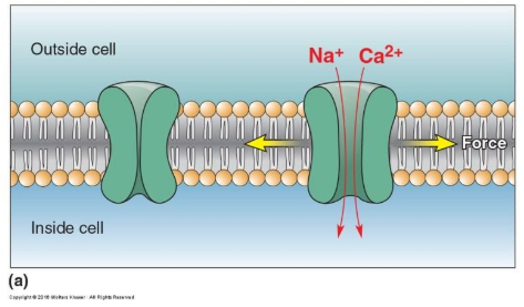 Reference: Bears et al., Neuroscience: exploring the brain, 4th edition, Figure 12.6 