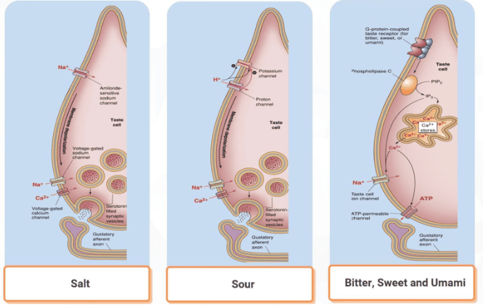 Reference: Bears et al., Neuroscience: exploring the brain, 4th edition, Figure 8.7 
