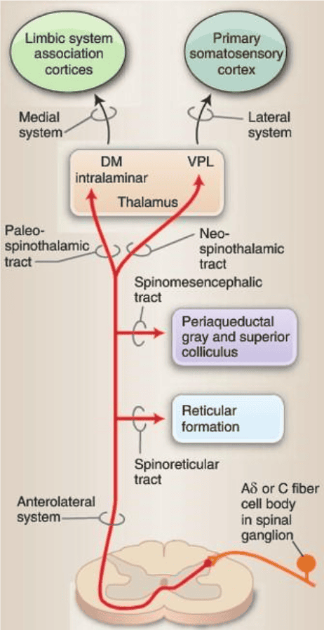 Reference: Krebs et al., Lippincott’s Illustrated Reviews: Neuroscience, Figure 22.5 