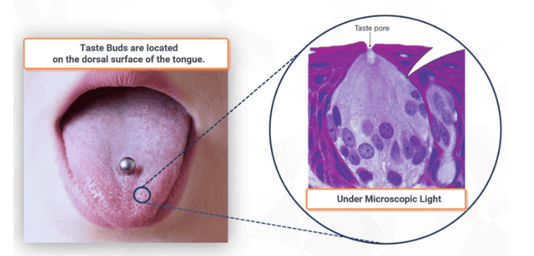 Microscopic View of Taste Bud