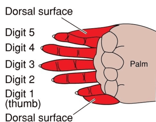 B. Normal hand, Palmar Surface 