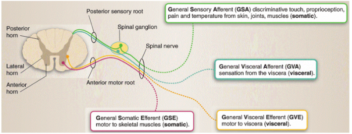 Reference: Krebs et al., Lippincott’s Illustrated Reviews: Neuroscience, Figure 5.3 