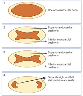 Figure 2-1. Septation of the Heart and the Formation of 4 Chambers.