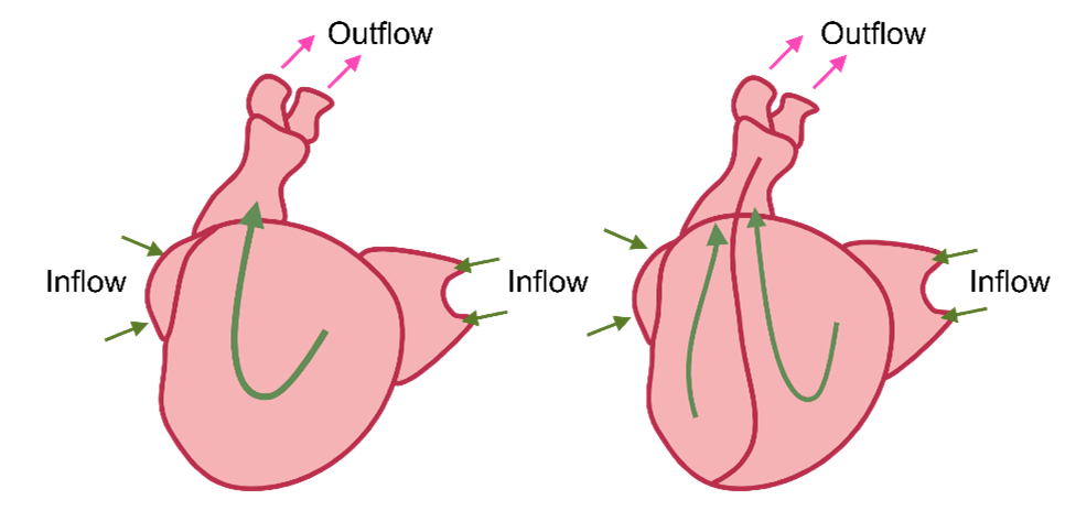 Figure 2-5. Schematic Outline of the Inflow Tract through the Primitive Heart.