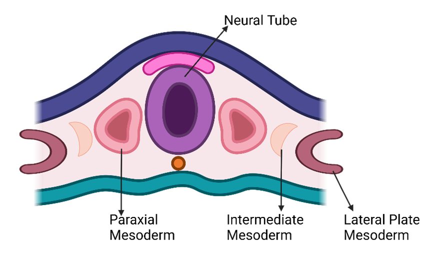Figure 1-2. Subdivisions of Mesoderm, Paraxial Mesoderm, Intermediate Mesoderm, and Lateral Plate Mesoderm.