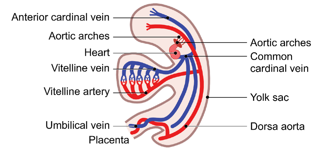 Figure 3-1. Vitelline Vessels Depicting the Flow of Blood between the Developing Embryo and its Yolk Sac.