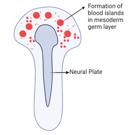 Figure 1-3. Illustration Depicting Vasculogenesis and the Formation of Small Blood Islands in the Mesoderm Germ Layer.