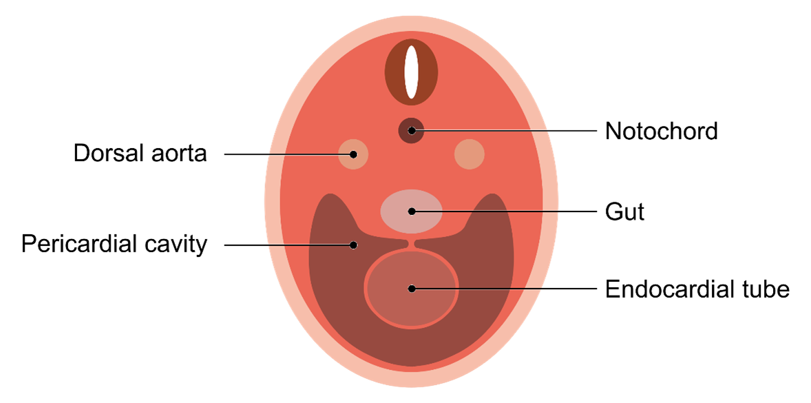 Figure 1-4. Expansion of the Primitive Heart Tube within the Developing Pericardial Cavity.