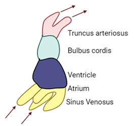 Figure 1-5. Schematic Drawing of the Development of the Primitive Heart Tube.