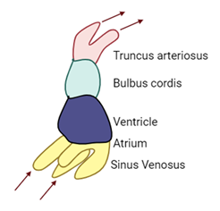 Figure 1-7. Schematic showing the Position of Sinus Venosus in the Primitive Heart Tube.