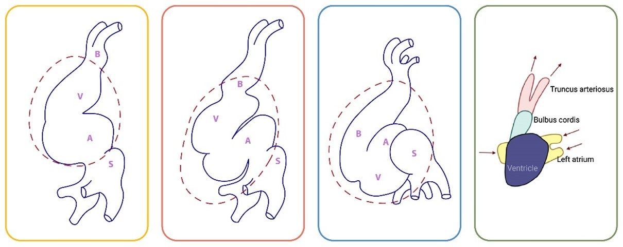 Figure 1-8. Schematic Illustration of the Looping of the Heart to bring the Chambers into their Final Positions.