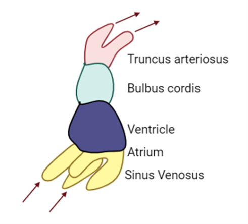 Figure 1-9. Schematic Illustration of Sinus Venosus.
