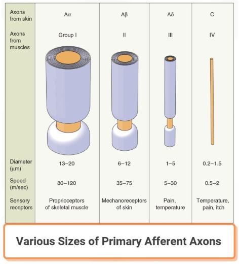 Reference: Bears et al., Neuroscience: exploring the brain, 4th edition, Figure 12.9 