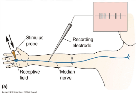 Reference: Bears et al., Neuroscience: exploring the brain, 4th edition, Figure 12.2 