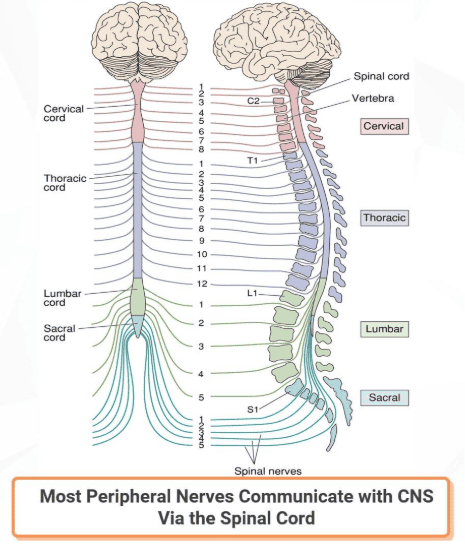 Reference: Bears et al., Neuroscience: exploring the brain, 4th edition, Figure 12.11 