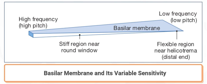 Reference: Silverthorn, Human Physiology, 5th edition, Chapter 10, Figure 10.20 