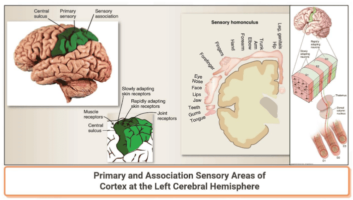 Reference: Krebs et al., Lippincott’s Illustrated Reviews: Neuroscience, Figure 13.9 