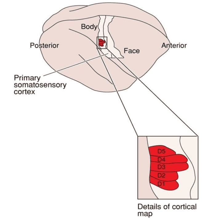 A. Location of The Left Hand Map on Right Hemisphere of Monkey Brain 