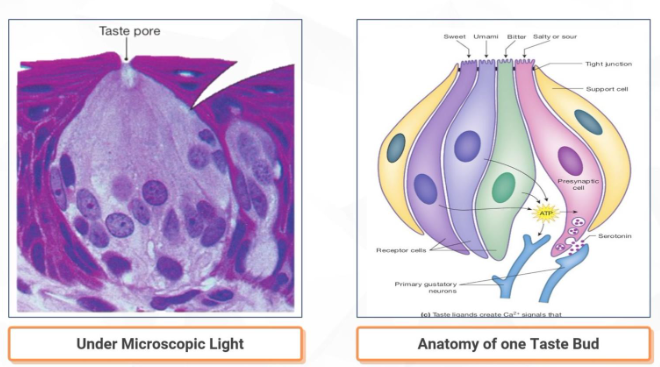 Reference: Silverthorn, Human Physiology, 5th edition, Chapter 10, Figure 10.14 