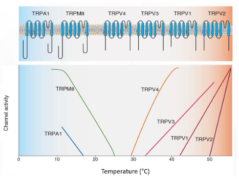 Thermoreceptor TRP channels tuned to detect different temperatures. 
