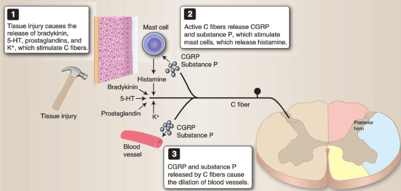 Reference: Krebs et al., Lippincott’s Illustrated Reviews: Neuroscience, Figure 22.2 