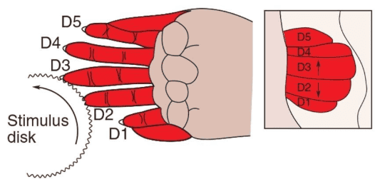 D. Reorganisation of Cortical Map after Discrimination Training of Two Fingertips 