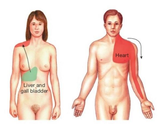 Reference: Silverthorn, Human Physiology, 5th edition, Chapter 10, Figure 10.11 